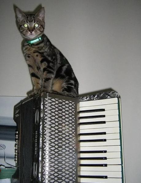 cat playing an accordion