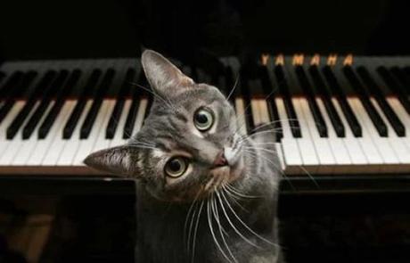 Cat playing piano