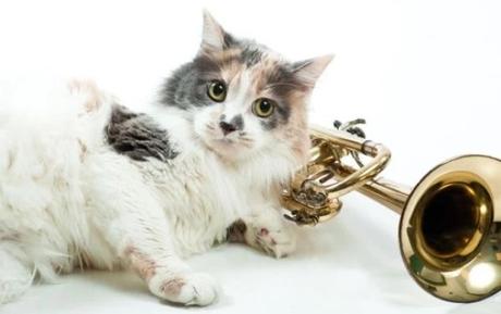 Cat playing trumpet
