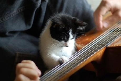 Cat playing acoustic guitar