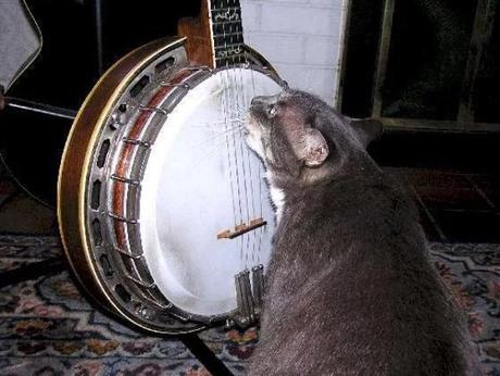 Cat playing Banjo