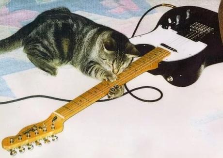 Cat playing bass guitar