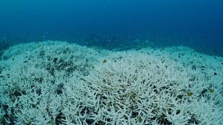The world’s coral reefs are facing another mass bleaching event – ​​perhaps the largest ever