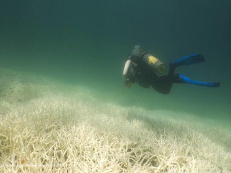 The world’s coral reefs are facing another mass bleaching event – ​​perhaps the largest ever