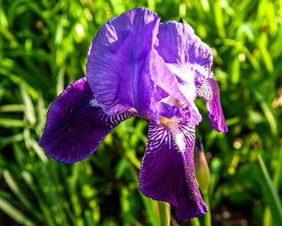 First iris of the year