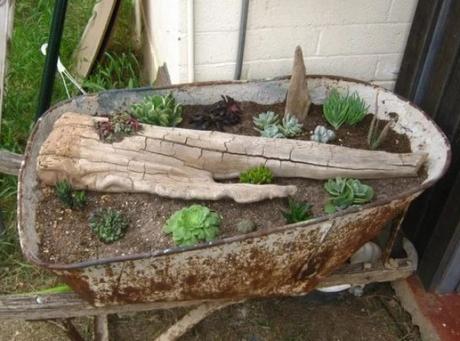 Wheelbarrow turned into a succulents garden