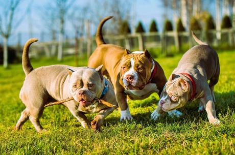 American bully breed care