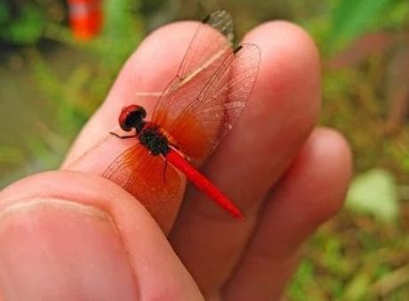 Scarlet Dwarf - Nannophya pygmaea
