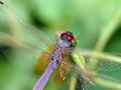 Most Amazing Dragonflies Will Ever