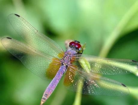 Magenta Dragonfly - Trithemis aurora