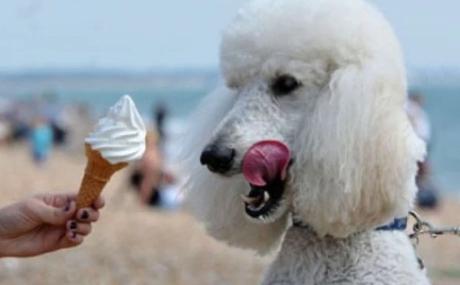 Poodle Licking Ice-Cream