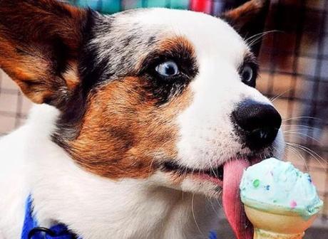 Dog Licking Ice-Cream