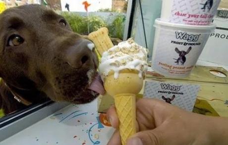 Brown Dog Licking Ice-Cream