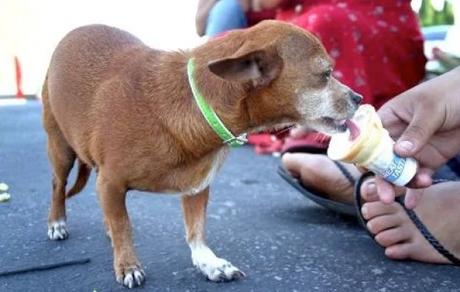Chihuahua Licking Ice-Cream