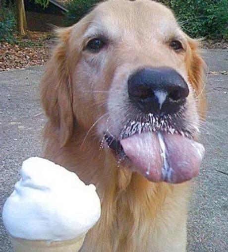 Golden Retriever Licking Ice-Cream
