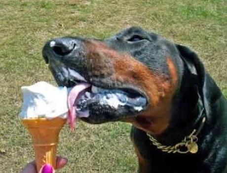 Dobermann Licking Ice-Cream
