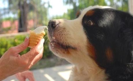 St. Bernard Dog Licking Ice-Cream