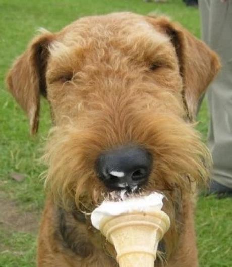 Brown Dog Licking Ice-Cream