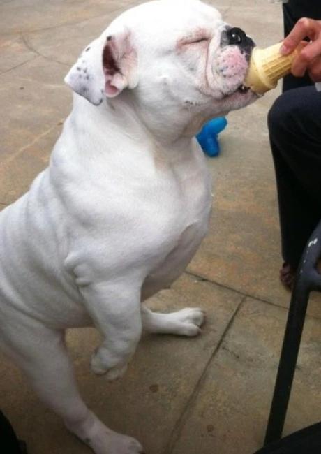 Bulldog Licking Ice-Cream