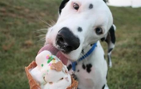 Dalmatian Licking Ice-Cream