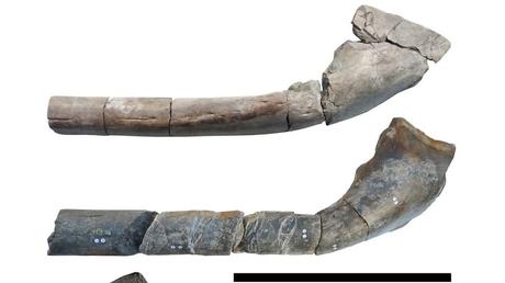 The prehistoric marine reptile may have rivaled the blue whale in size