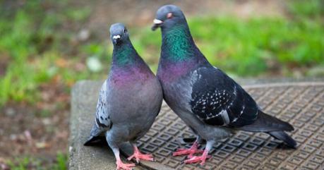 Pigeons