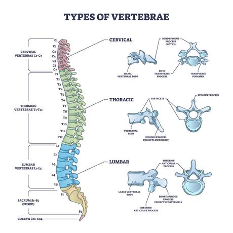 L3 Spine (3rd Lumbar Vertebra)