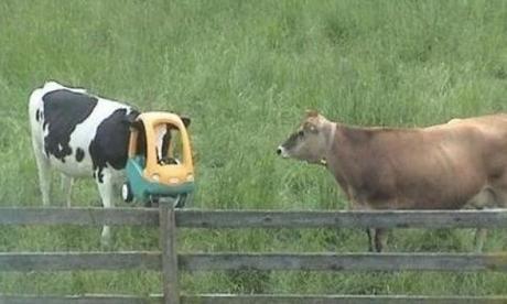 Cow with head stuck on toy car