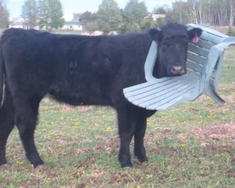 Cow with head stuck in plastic patio chair