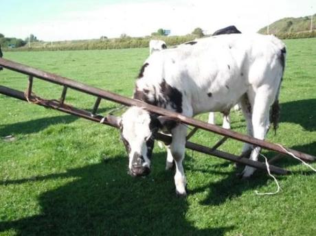 Cow with head stuck in a wooden ladder