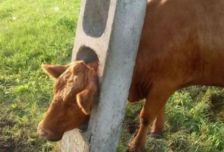 Cow with head stuck in concrete support stand