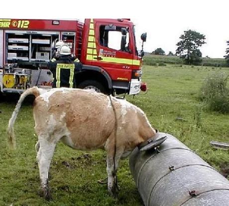 Cow with head stuck in metal grain pipe