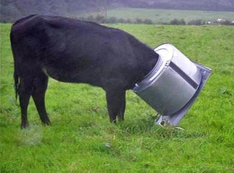 Cow with head stuck in washing machine