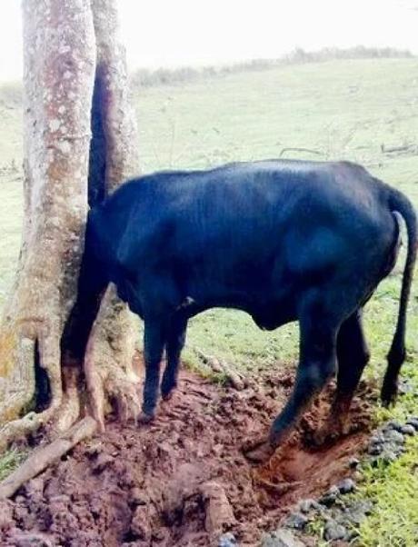 Cow with head stuck in a tree