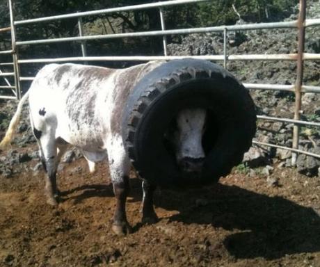 Cow with head stuck in tractor tyre