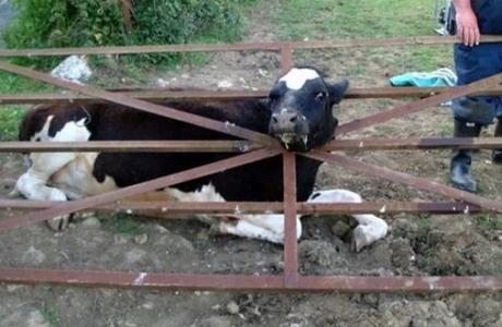 Cow with head stuck in metal gate
