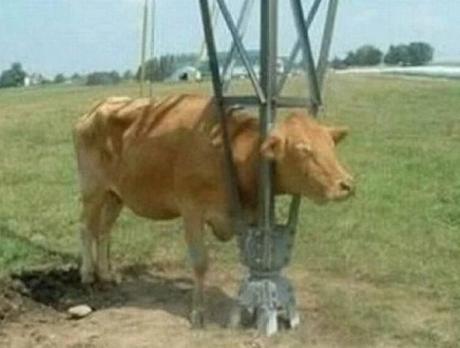 Cow with head stuck in steel support stand