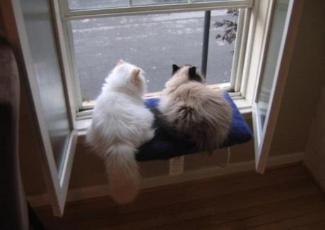 2 cats looking out of a window