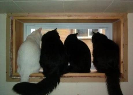 Cats looking out of a window