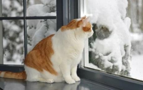 Cat looking out of a window at the snow
