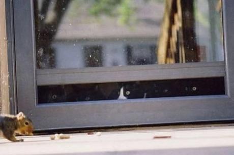 Cats looking out of a window at the squirrel