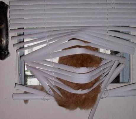 Cat looking out of a window sat on the blinds