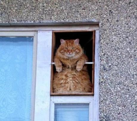 Ginger cat looking out of a window