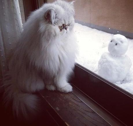 Cat looking out of a window at the snowman