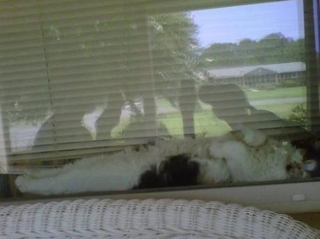 Cat laid down looking out of a window
