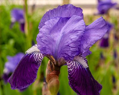 The irises are blooming early this year