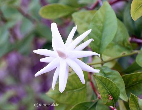 Jasminum sambac   -  Adukku malligai - Incorporeal Jasmine !