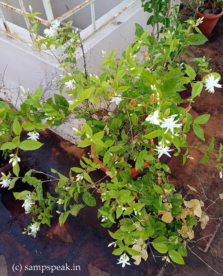 Jasminum sambac   -  Adukku malligai - Incorporeal Jasmine !