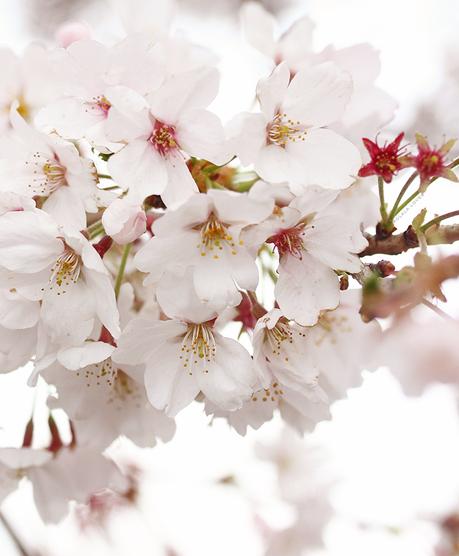 Cherry Blossoms DC, Yoshino Cherry Blossoms, Cherry Blossom, Cherry Blossoms Washington DC
