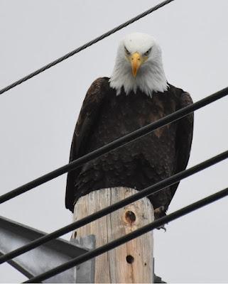 BALD EAGLES, VOLCANOES, CAVES and more: A PACIFIC NORTHWEST WINTER ESCAPADE, Part 1,  Guest Post by Caroline Hatton